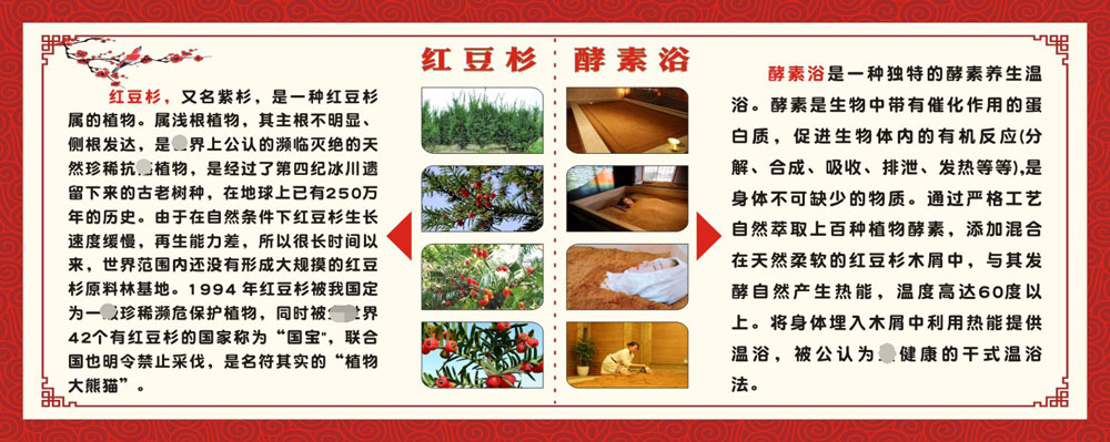 m769美容养生院红豆杉紫杉酵素浴的作用功效宣传挂图1384海报印制