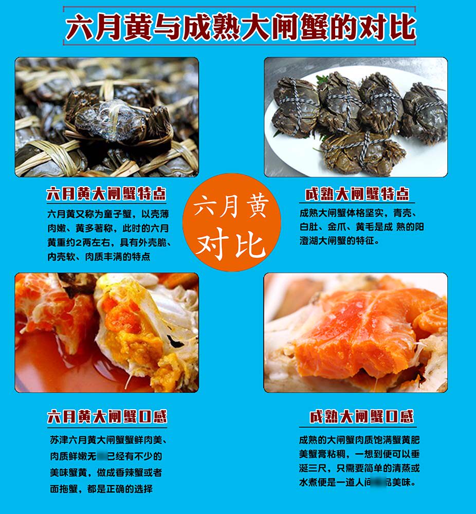 m769六月黄与成熟大闸蟹的对比宣传贴纸写真喷绘展板海报印制1757