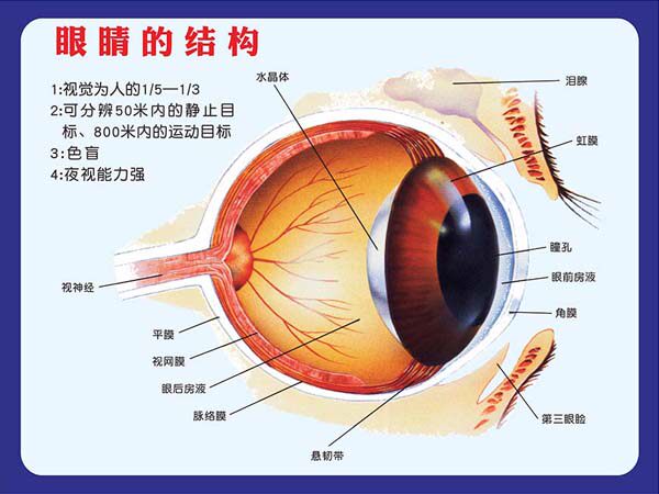 m769狗动物眼睛的结构图示解墙贴画纸kt展板喷绘写真海报印制2575