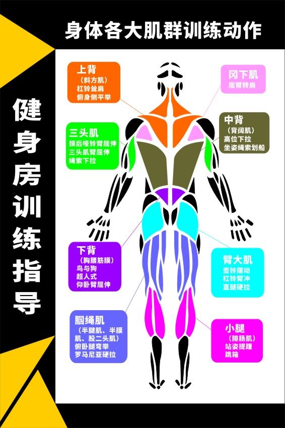 m769健身房人体各大肌肉肌群训练动作图解海报定印制展板贴纸2201