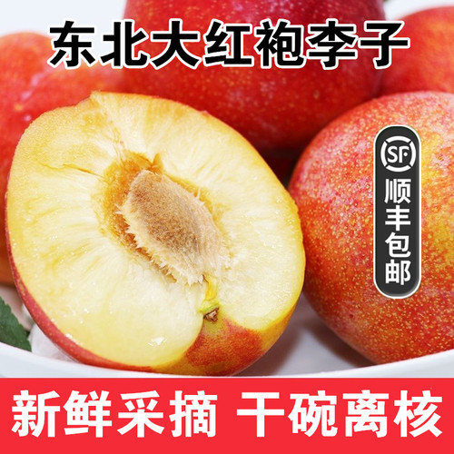 精选5斤大红袍李子辽宁特产超甜