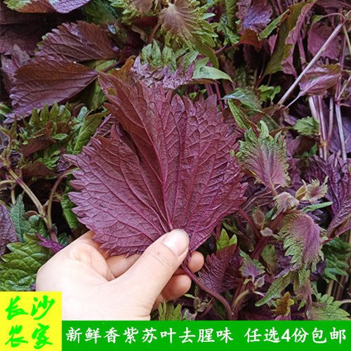 长沙农家 湖南湘菜食材新鲜香紫苏叶子去腥味田螺鱼虾蟹海鲜250g