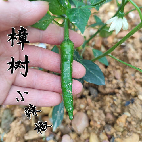 香软薄皮樟树嫩辣椒辣椒炒肉食材