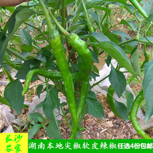 长沙农家 湖南本地辣椒新鲜蔬菜小青椒食材尖椒线椒土辣椒500g