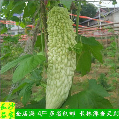 长沙农家 湖南本地人家自种新鲜苦瓜露天种植白玉凉瓜白苦瓜500g - 实物图