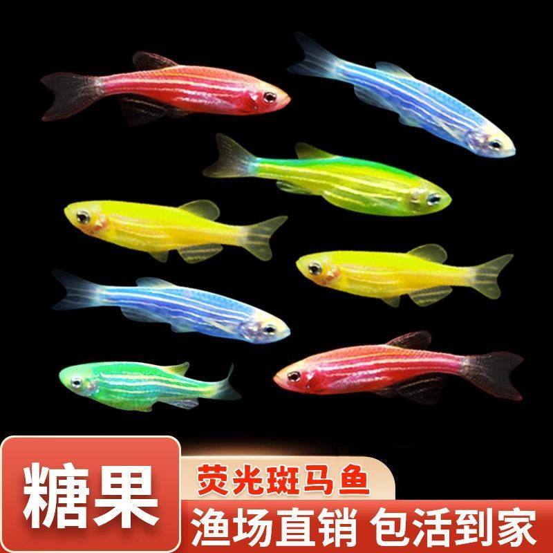 大号斑马鱼七彩小型观赏鱼组合套餐彩色群游淡水鱼新手鱼好养耐活