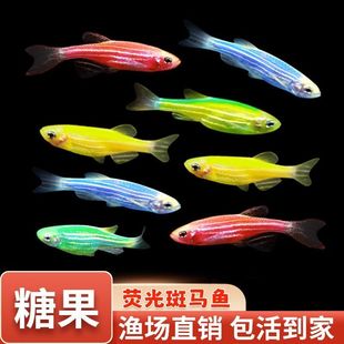 大号斑马鱼七彩小型观赏鱼组合套餐彩色群游淡水鱼新手鱼好养耐活