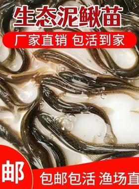 泥鳅苗鲜活喂养宠物钓鱼龙鱼活饵乌龟饲料泥鳅养殖淡水观赏鱼垂钓