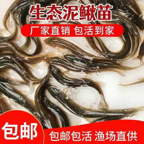 泥鳅苗鲜活喂养宠物钓鱼龙鱼活饵乌龟饲料泥鳅养殖淡水观赏鱼垂钓