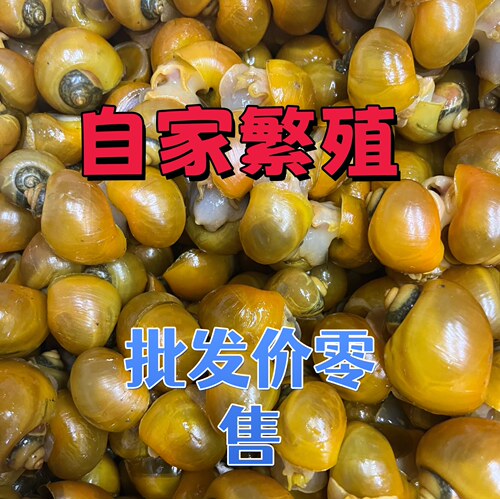 黄金净化粪便水质除藻螺除工具清洁观赏苹果淡水鱼缸河蚌除草绿藻