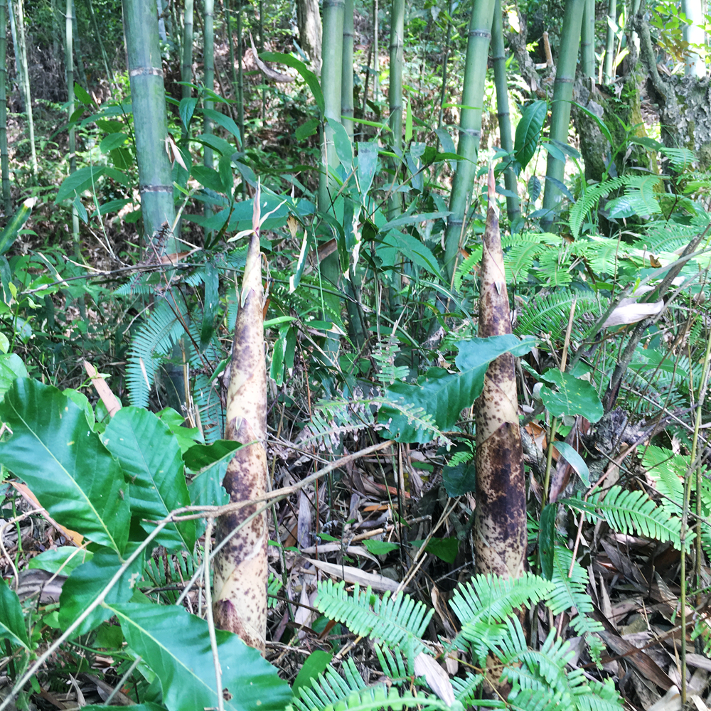 农家野生笋福建三明特产清水石