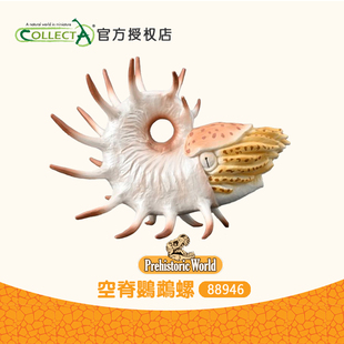 英国Collecta我你他 正品 空脊鹦鹉螺仿真史前动物儿童玩具88946