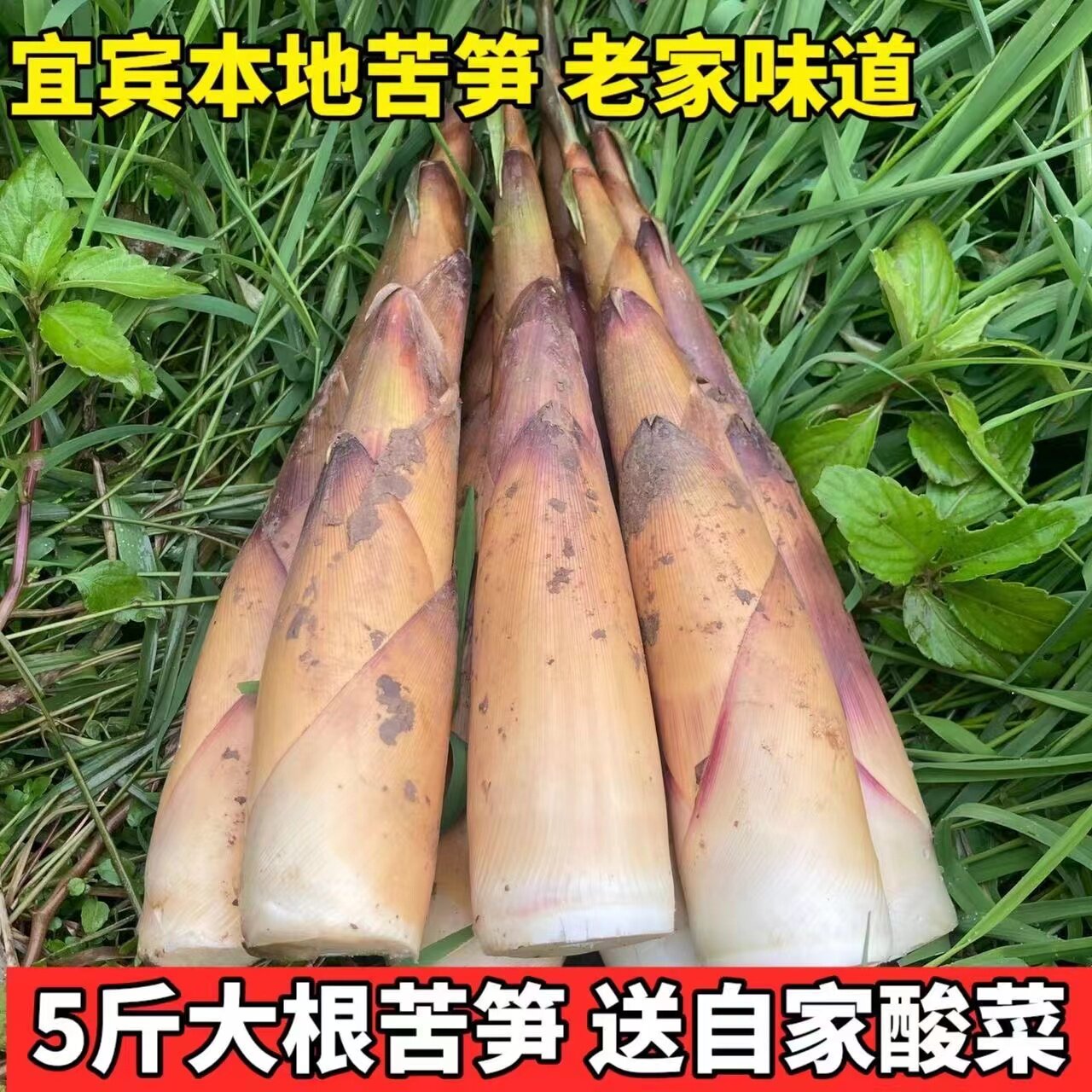 今年新鲜苦笋现挖现发5斤包邮