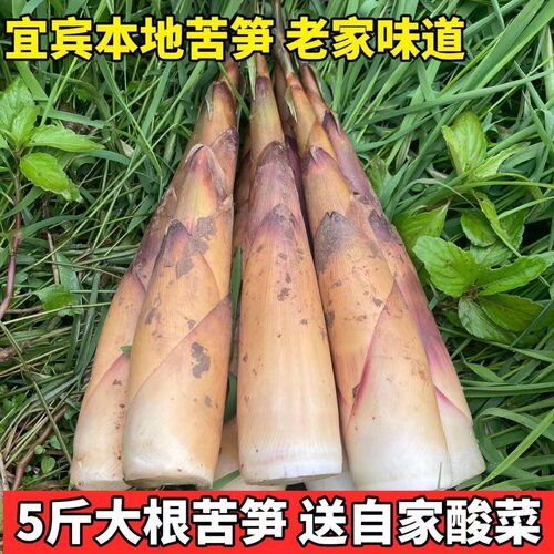 今年新鲜苦笋现挖现发5斤包邮