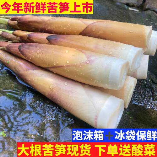 宜宾新鲜甜苦笋现挖现发5斤包邮