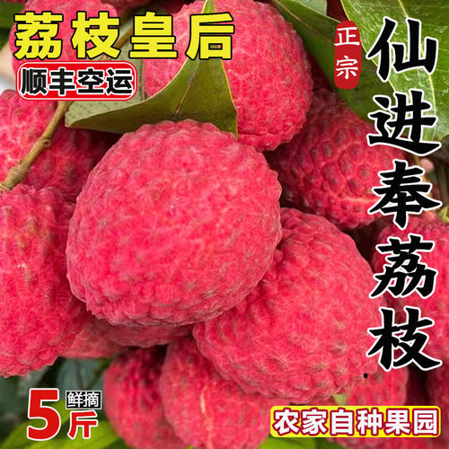 正宗增城仙村基岗仙进奉荔枝水果