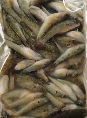 生鲜食品山坑鱼小龙冷冻水产