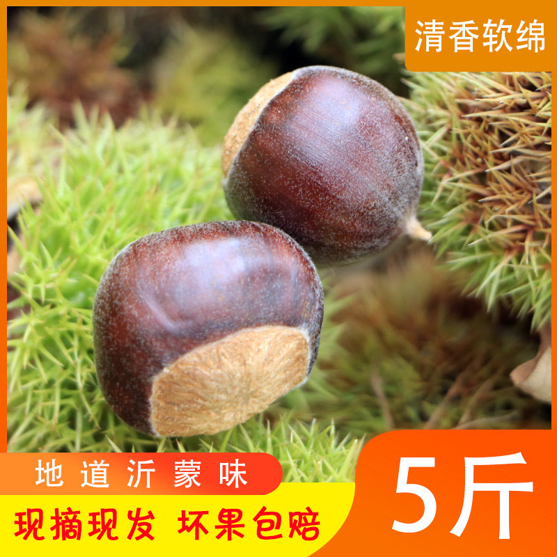 山东新鲜老树板栗送开口器