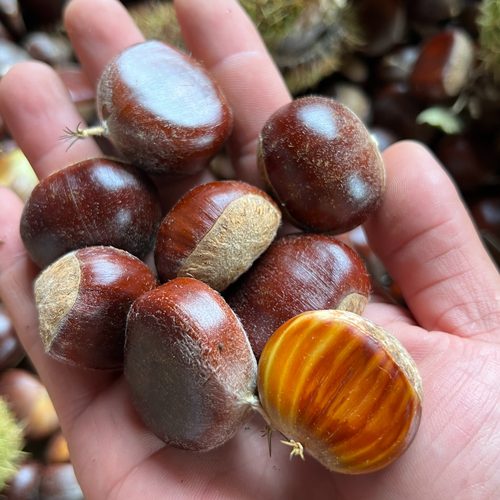 板栗生新鲜栗子好去皮野生栗子