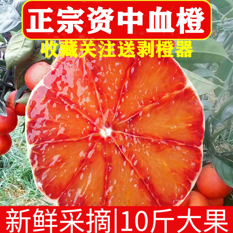 正宗四川资中塔罗科血橙新鲜水果现摘红肉橙子手剥玫瑰橙超甜包邮
