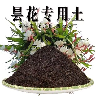 昙花专用土昙花专用营养土盆栽养花种植土壤肥料通用种花有机土培