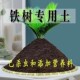铁树专用土铁树专用营养土盆栽养花种植土壤有机肥料通用种花土培