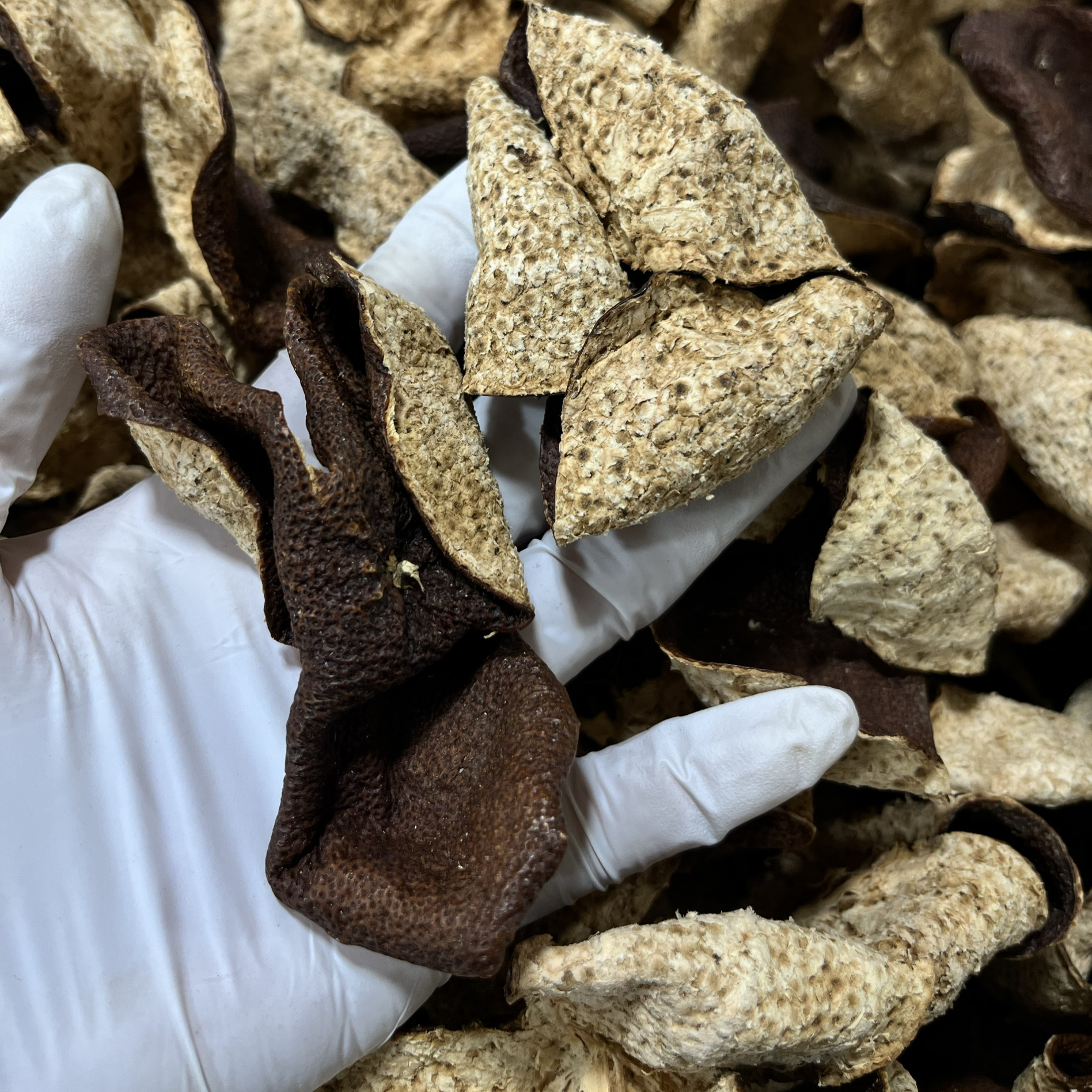 2019正宗新会老柑农梅江村陈皮原枝大红甜香二红皮霸气香