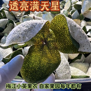 2025年梅江原枝陈皮12月大红皮11月二红 10月青皮 新会果皮