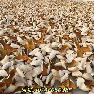 老树原枝2024年梅江老树原枝大红皮二红皮青皮正宗陈皮化谈500克