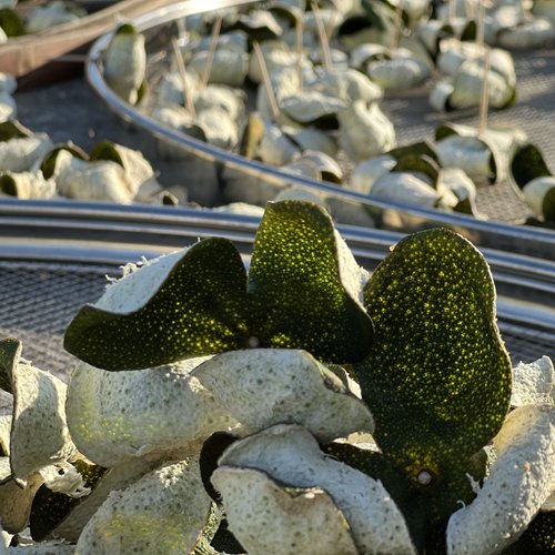 新会陈皮梅江原枝柑果干皮批发十月中大青皮正品特惠梅江果农直卖