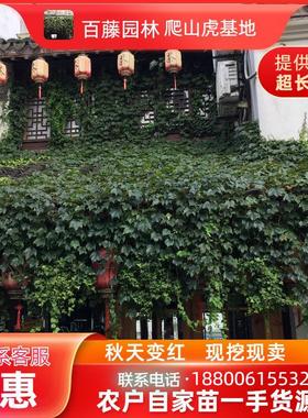 爬山虎苗三叶爬山虎五叶地锦护坡固土四季常青护坡固土耐寒抗旱