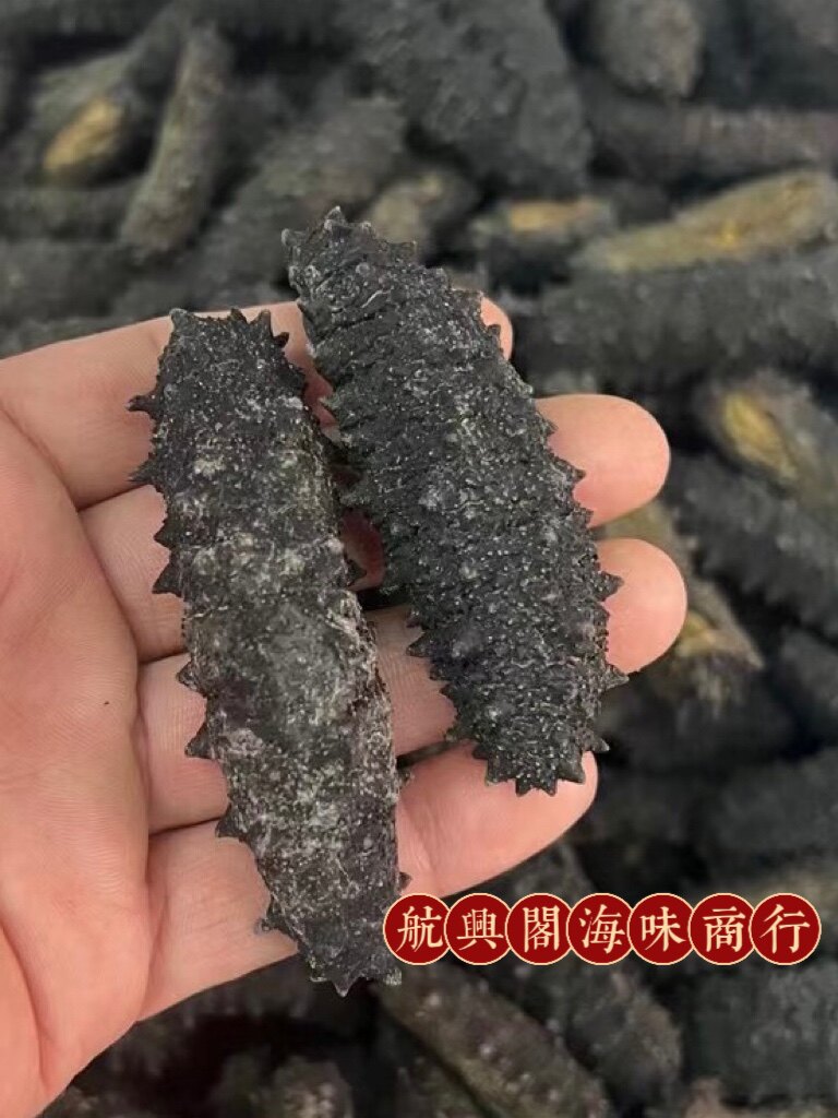 摩洛哥 澳洲新款 优质黑刺海参干品/即食海参