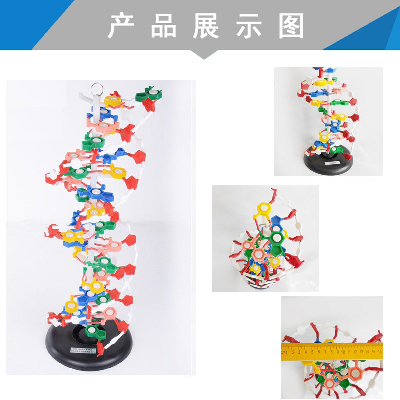 上新DNA双螺旋结构模型J3212带底座60公分碱基对遗传基因生物教学