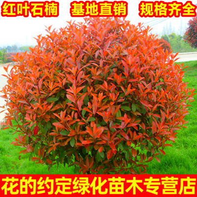 石楠庭院绿化苗木绿化苗木
