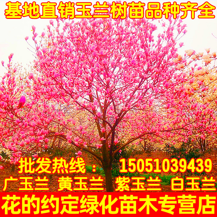 庭院紫玉兰广玉兰绿化苗木