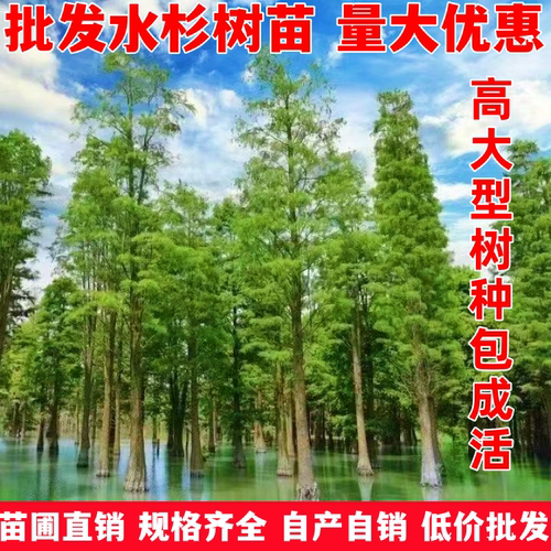 直销庭院绿化适宜南北方种植工程
