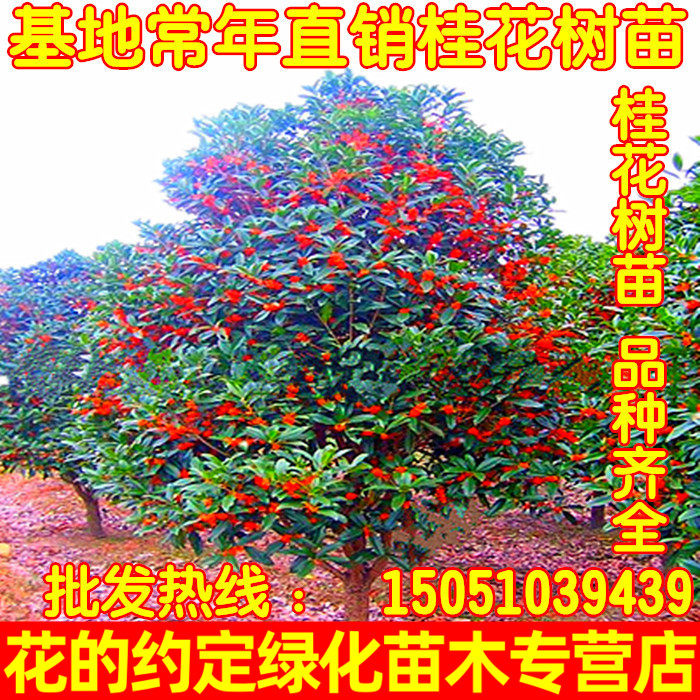 盆栽桂花桂花苗绿化苗木
