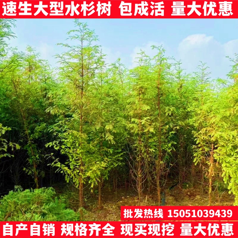 速生水杉小苗大型四季长青庭院