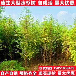 速生水杉落羽杉小苗大型树苗四季长青杉水杉树苗庭院道路包邮