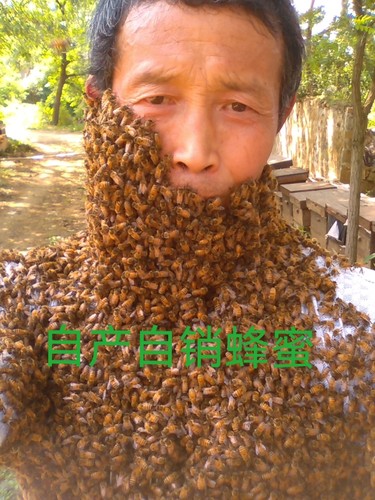 蜂蜜成熟野生荆条蜜特价包邮