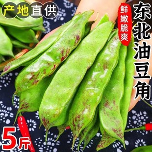 正宗东北一点红油豆角新鲜油豆角现摘开锅就烂净重5斤坏果包赔