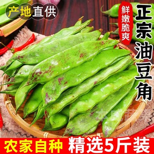 【精选】正宗油豆角九月青豆角一点红油豆角开锅烂云南新鲜油豆角