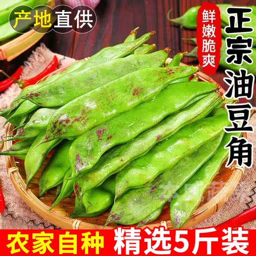 【精选】正宗油豆角九月青豆角一点红油豆角开锅烂云南新鲜油豆角