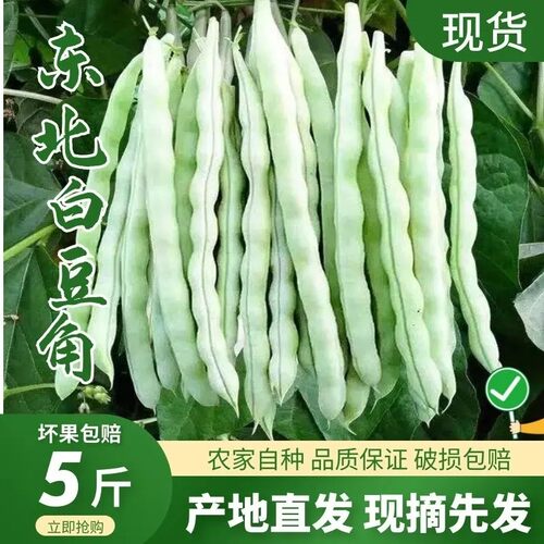 山东老来少白芸豆自家棚里现摘的新鲜全是精挑细选无筋豆角正宗