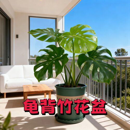 龟背竹专用矮胖加仑花盆