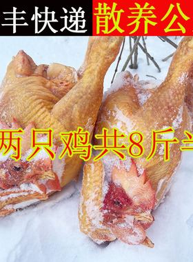 顺丰包邮两只公鸡共8斤半东北林场散养小笨鸡黑龙江新鲜公鸡土柴