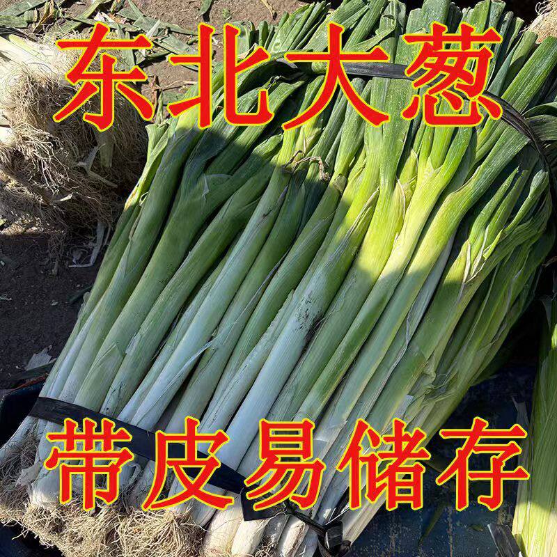 东北大葱好葱批发黑龙江省望奎批发产地直发现挖现发正宗大葱特产