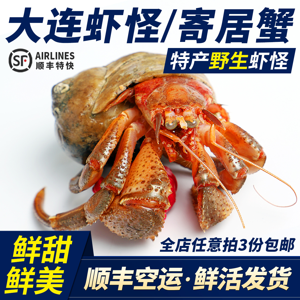 大连虾怪寄居蟹特产带壳新鲜