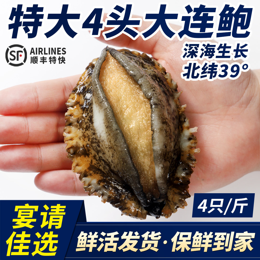 大连鲜活4头鲍鱼皱纹盘鲍九孔海鲜水产活体超大鲍鱼新鲜1斤4只