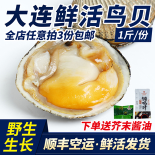 大连特产鲜活大鸟贝带壳活鲜发货刺身野生黄鸟贝白贝海鲜鸟蛤1斤